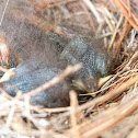 Eastern bluebird (box #2, brood 1)