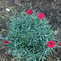 Dianthus