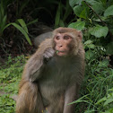 Rhesus Monkey