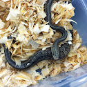 Yellow Rat Snake