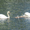 Mute Swan