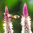 Bee Fly