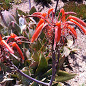 Redspike Ice Plant