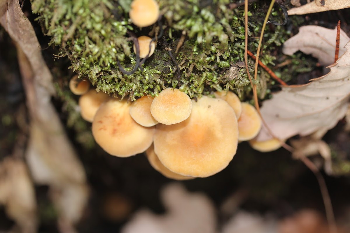 mushroom