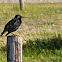 Common Starling
