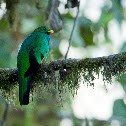 Golden-Headed Quetzal