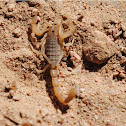 Palestine yellow scorpion