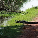 Mugger crocodile