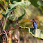 White-throated Kingfisher