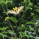 Tiger Swallowtail
