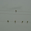 Rose-ringed Parakeet