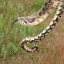 Western Hognose Snake