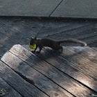 Eastern gray squirrel