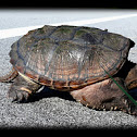 Florida snapping turtle