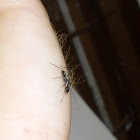 Ant-Mimic Spider