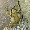Frog