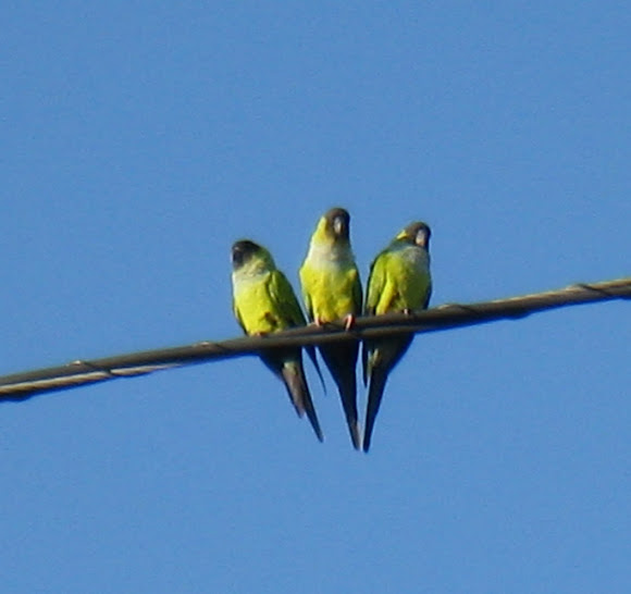 Spotting Image 1