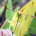 Orange Sulphur