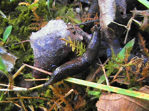 Spotting Image 1
