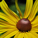 Yellow Flower
