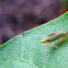Tree Hopper