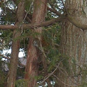 Red Squirrel