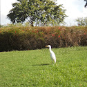 Cattle Egret
