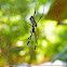 Golden Silk Orbweaver