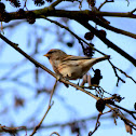 Mealy Redpoll