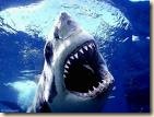 shark