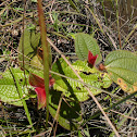 Tococa