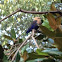 Blue-bellied Roller