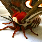 Cecropia Moth
