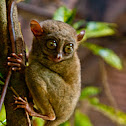 Tarsier