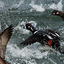Harlequin Ducks