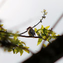 Cedar Waxwing