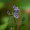 Skullcap