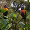 Rainbow lorikeets