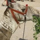 Dromedary