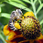 Long-horned bee