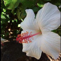 ULS Peace Garden Honolulu