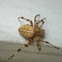 Orb-weaver spider