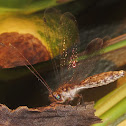 Owlfly