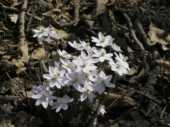 Spotting Image 1