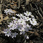 Hepatica
