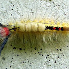White Marked Tussock Moth