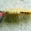White Marked Tussock Moth