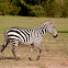 Plains zebra