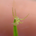 Yellow crab spider
