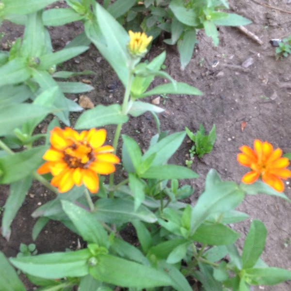 Hybrid Zinnia Project Noah